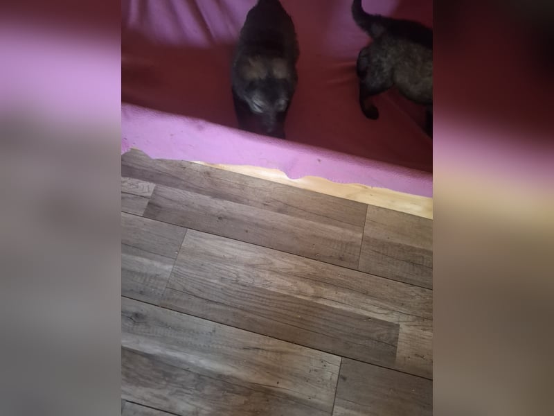 Deutsche Langhaarschäferhundewelpen abzugeben
