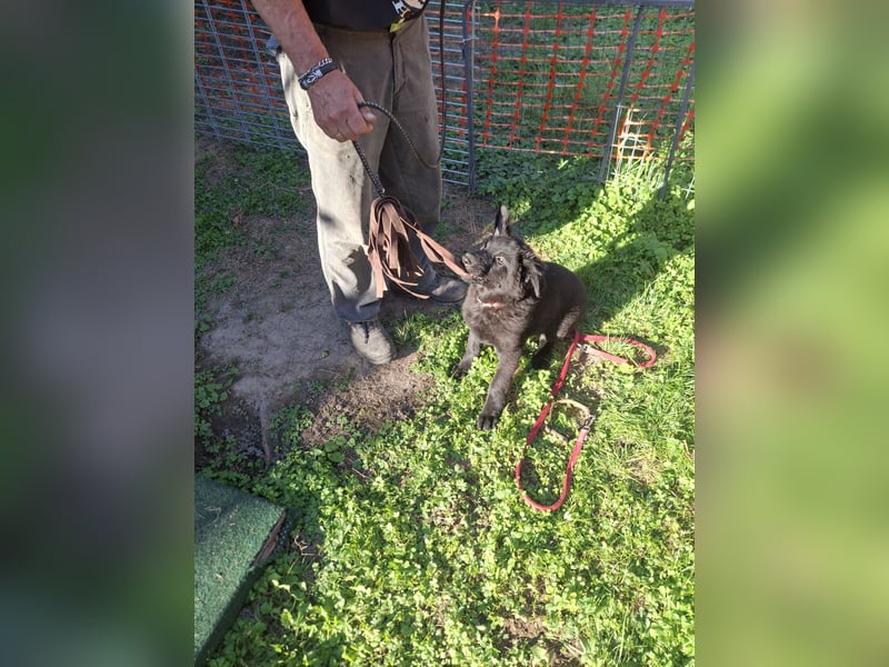 Deutsche Langhaarschäferhundewelpen abzugeben