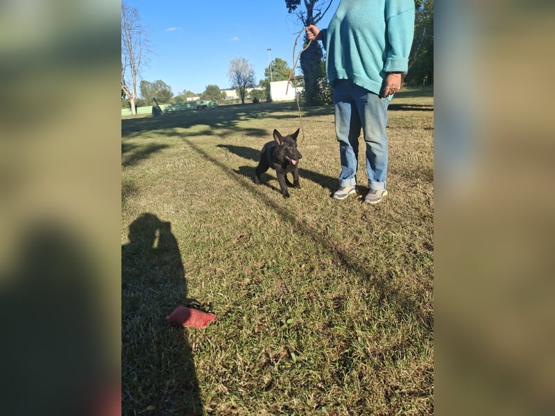 Deutsche Langhaarschäferhundewelpen abzugeben