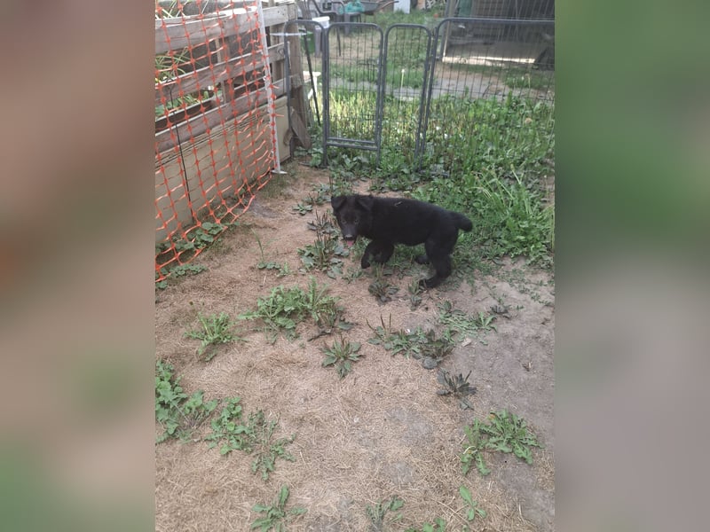 Deutsche Langhaarschäferhundewelpen abzugeben