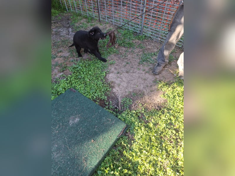 Deutsche Langhaarschäferhundewelpen abzugeben