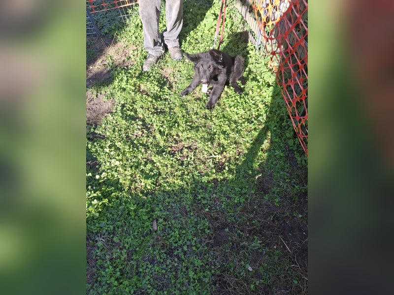Deutsche Langhaarschäferhundewelpen abzugeben