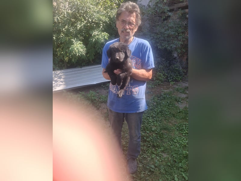 Deutsche Langhaarschäferhundewelpen abzugeben