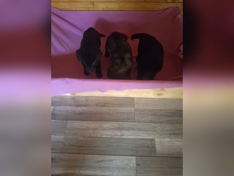 Deutsche Langhaarschäferhundewelpen abzugeben