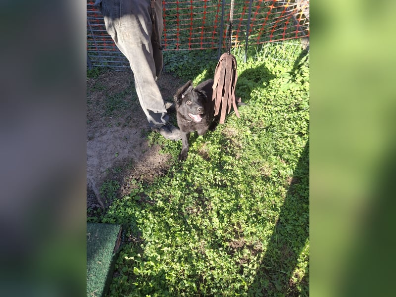 Deutsche Langhaarschäferhundewelpen abzugeben