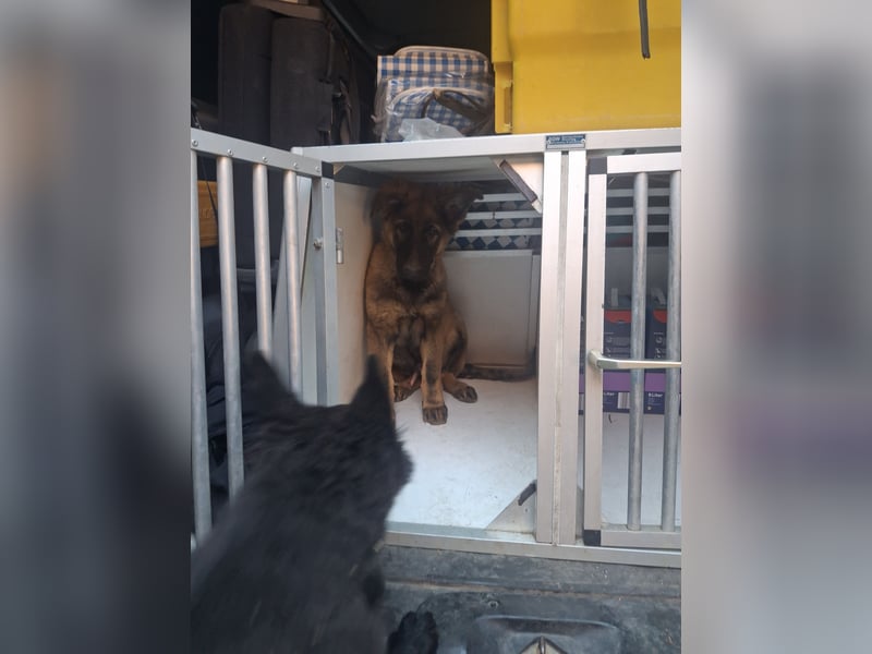 Deutsche Langhaarschäferhundewelpen abzugeben