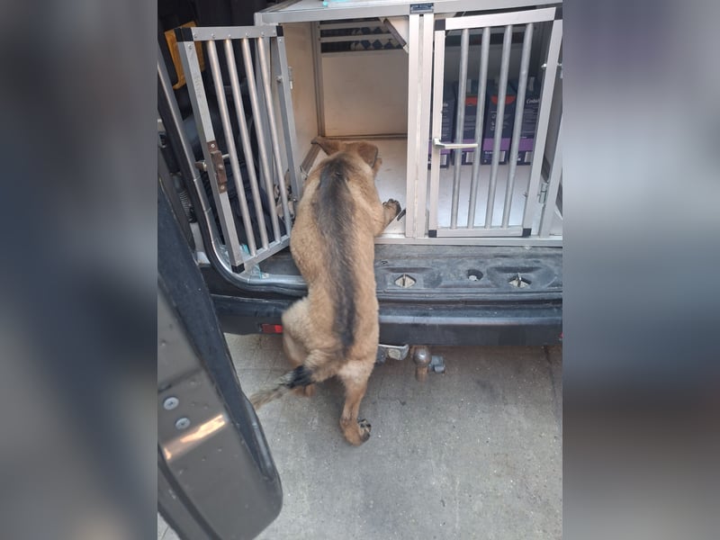 Deutsche Langhaarschäferhundewelpen abzugeben