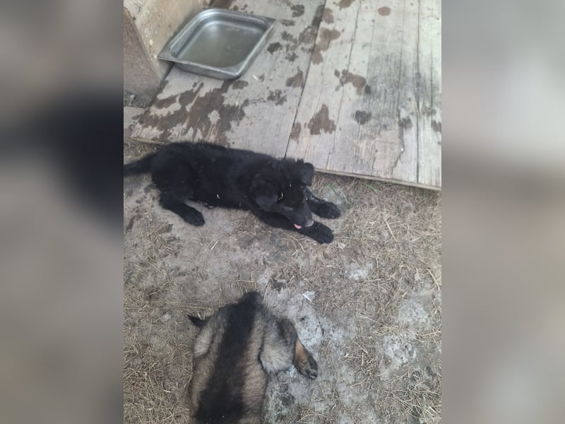 Deutsche Langhaarschäferhundewelpen abzugeben