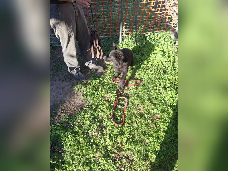 Deutsche Langhaarschäferhundewelpen abzugeben
