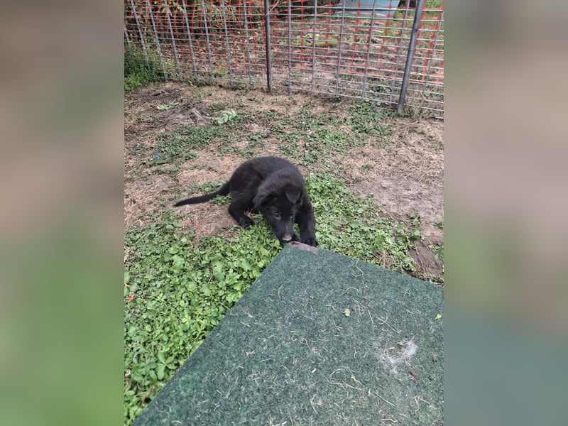 Deutsche Langhaarschäferhundewelpen abzugeben
