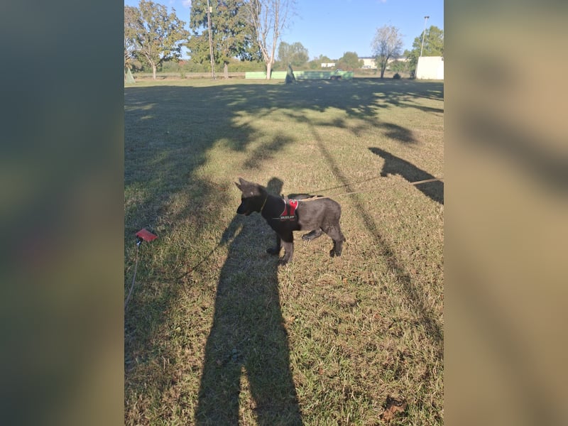Deutsche Langhaarschäferhundewelpen abzugeben