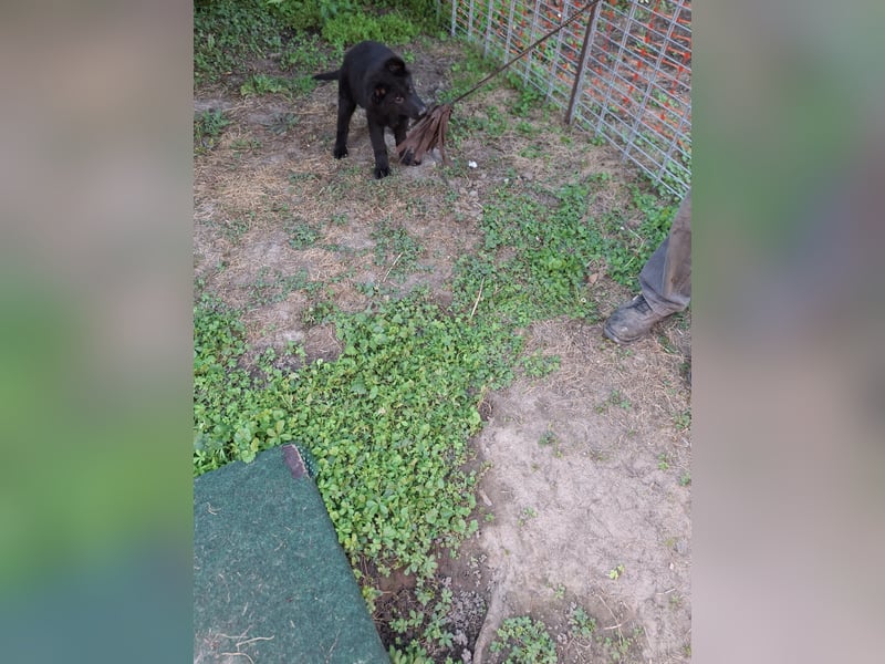 Deutsche Langhaarschäferhundewelpen abzugeben