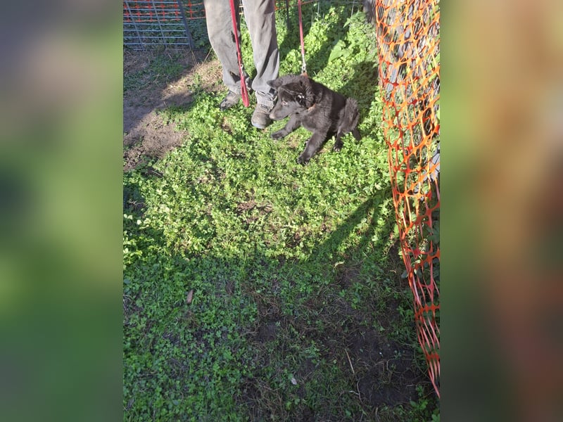 Deutsche Langhaarschäferhundewelpen abzugeben