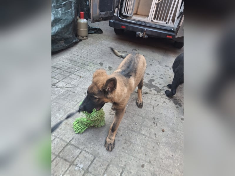 Deutsche Langhaarschäferhundewelpen abzugeben