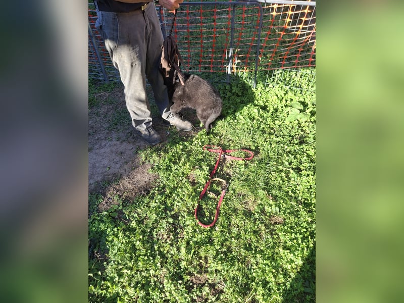 Deutsche Langhaarschäferhundewelpen abzugeben