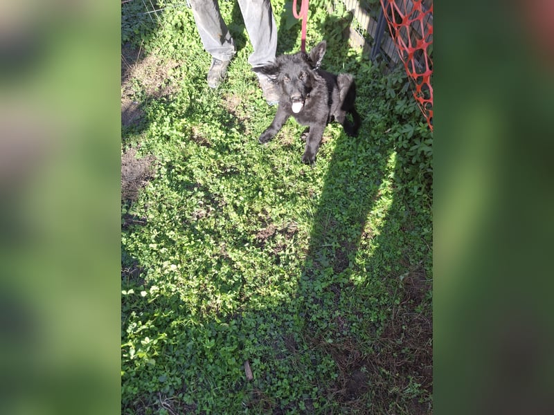 Deutsche Langhaarschäferhundewelpen abzugeben