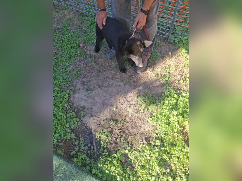 Deutsche Langhaarschäferhundewelpen abzugeben