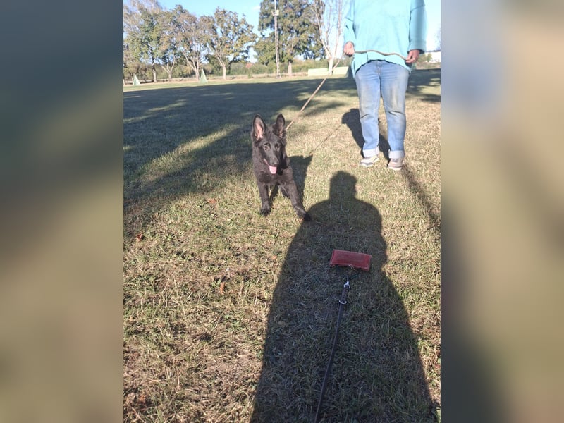Deutsche Langhaarschäferhundewelpen abzugeben