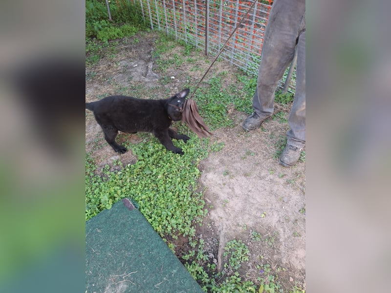 Deutsche Langhaarschäferhundewelpen abzugeben