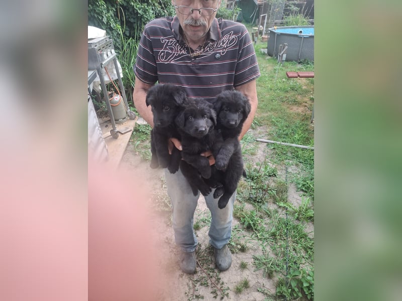 Deutsche Langhaarschäferhundewelpen abzugeben