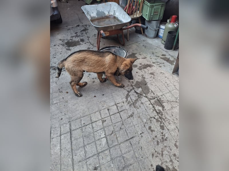 Deutsche Langhaarschäferhundewelpen abzugeben