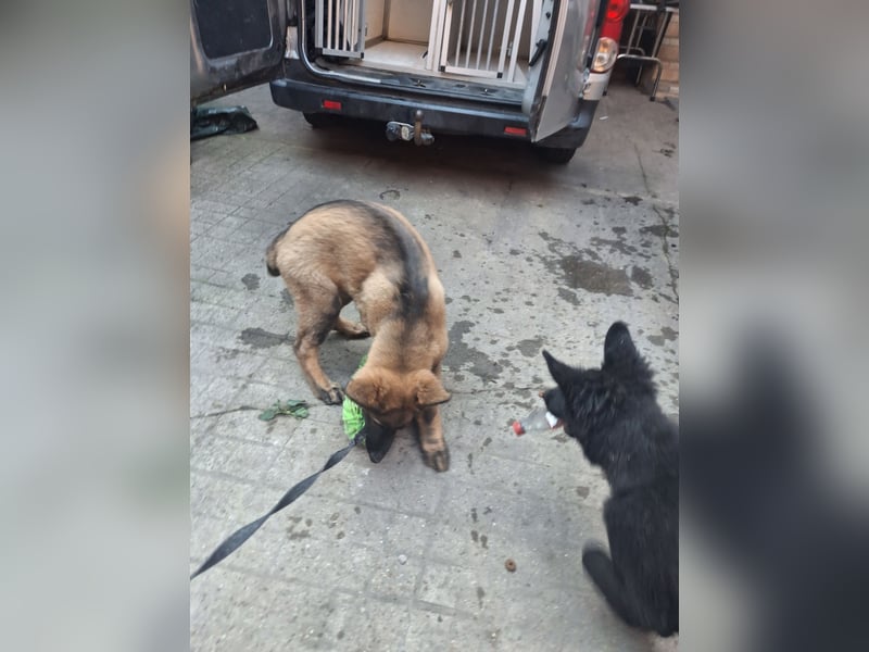 Deutsche Langhaarschäferhundewelpen abzugeben