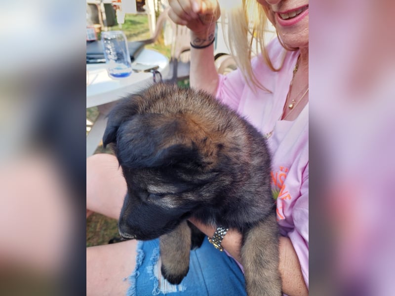 Deutsche Langhaarschäferhundewelpen abzugeben