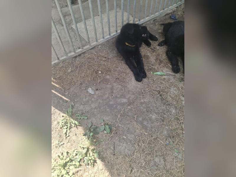 Deutsche Langhaarschäferhundewelpen abzugeben