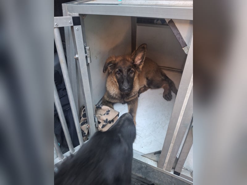 Deutsche Langhaarschäferhundewelpen abzugeben
