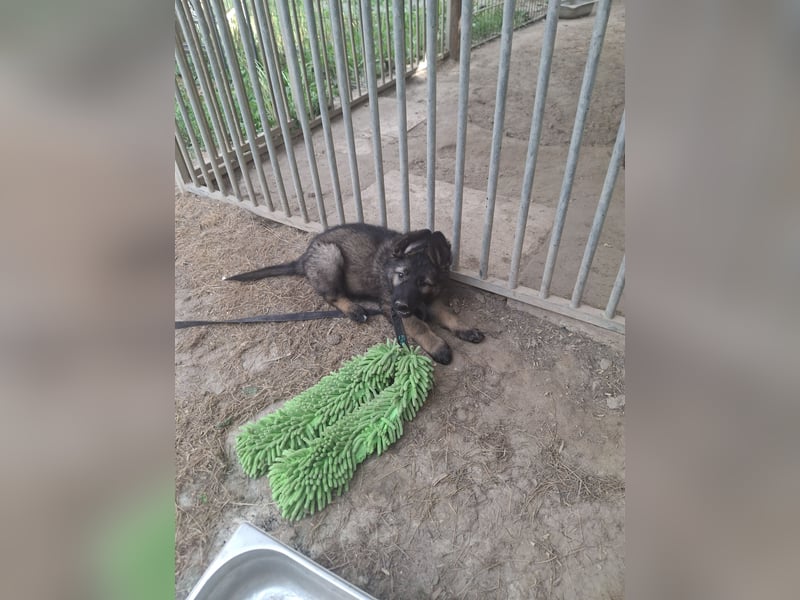 Deutsche Langhaarschäferhundewelpen abzugeben