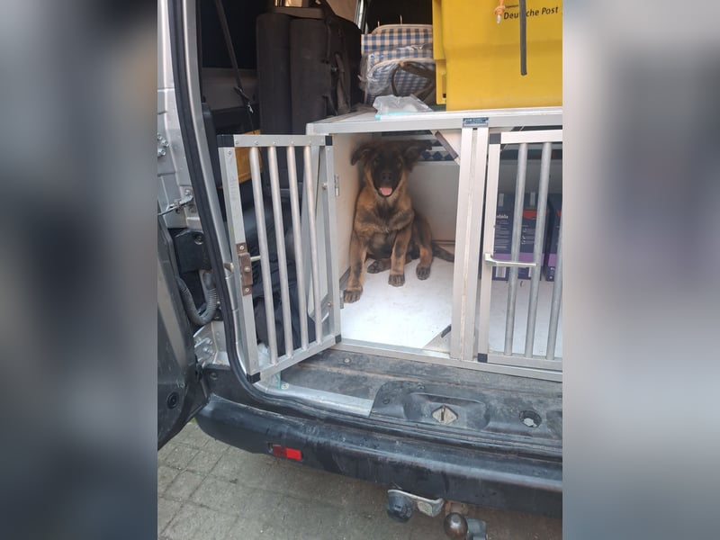 Deutsche Langhaarschäferhundewelpen abzugeben