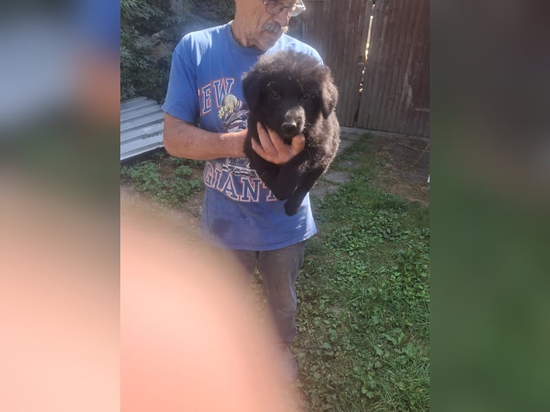 Deutsche Langhaarschäferhundewelpen abzugeben