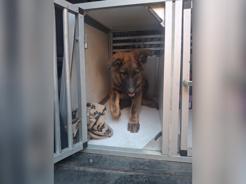 Deutsche Langhaarschäferhundewelpen abzugeben