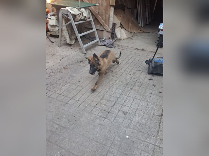 Deutsche Langhaarschäferhundewelpen abzugeben
