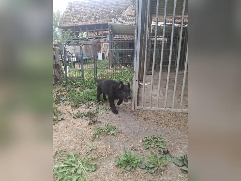 Deutsche Langhaarschäferhundewelpen abzugeben