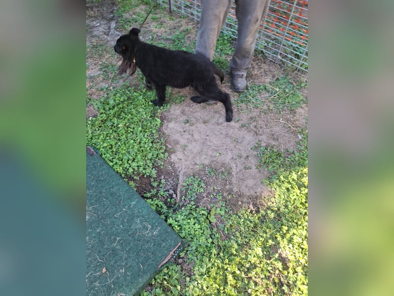 Deutsche Langhaarschäferhundewelpen abzugeben