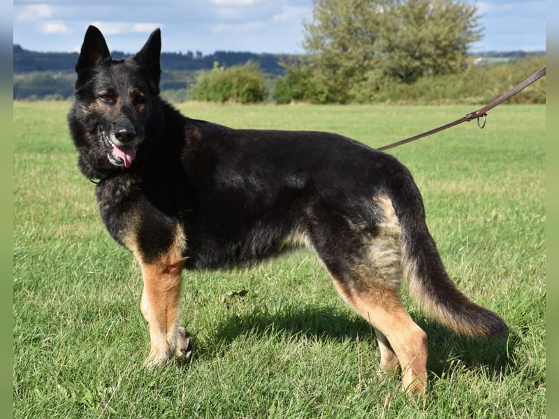"Taylor", weiblich, Dt. Schäferhund, geb. 20.10.16, ca. 60 cm