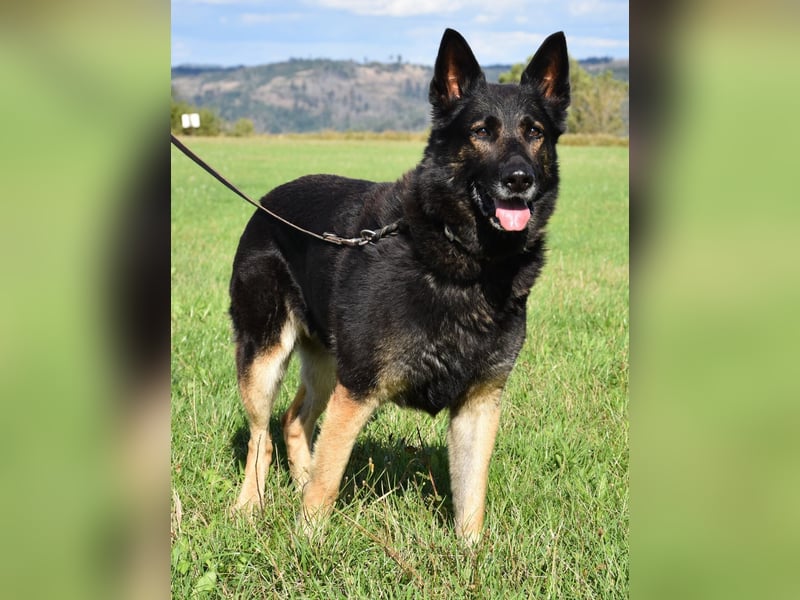 "Taylor", weiblich, Dt. Schäferhund, geb. 20.10.16, ca. 60 cm
