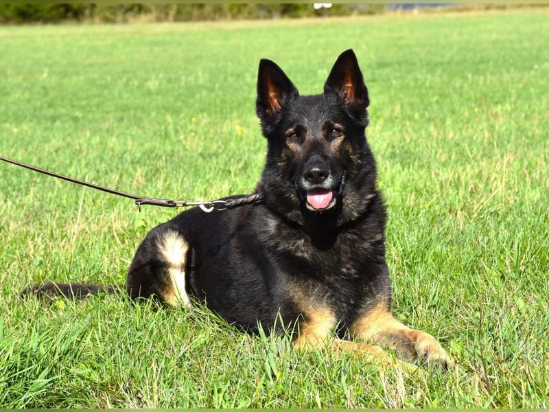 "Taylor", weiblich, Dt. Schäferhund, geb. 20.10.16, ca. 60 cm