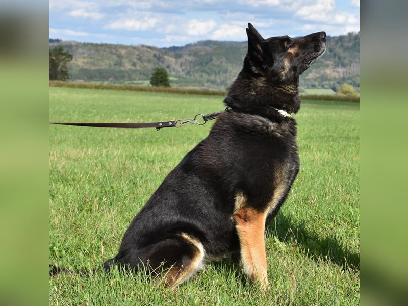 "Taylor", weiblich, Dt. Schäferhund, geb. 20.10.16, ca. 60 cm
