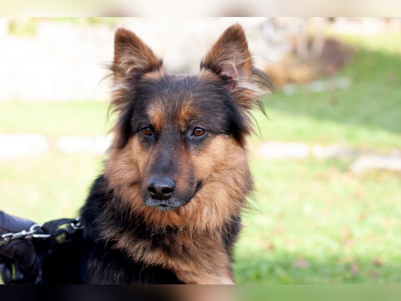 Puschkina - lebhaft und lieb - Tierhilfe Franken e.V.