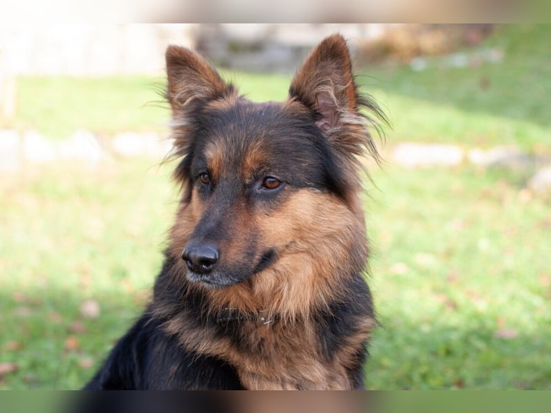 Puschkina - lebhaft und lieb - Tierhilfe Franken e.V.