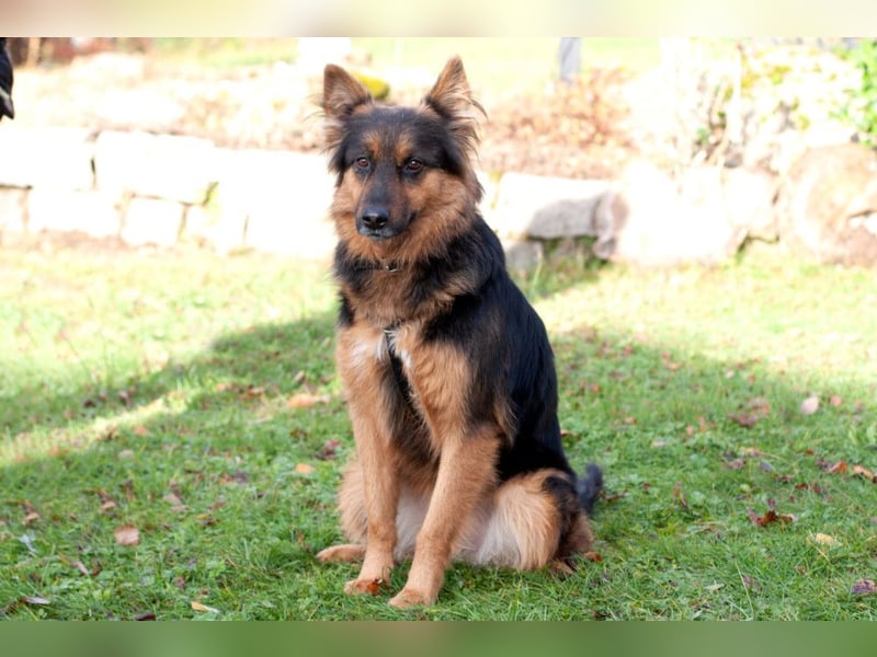 Puschkina - lebhaft und lieb - Tierhilfe Franken e.V.