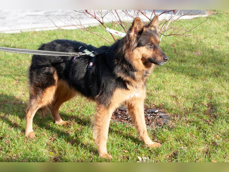 Puschkina - lebhaft und lieb - Tierhilfe Franken e.V.