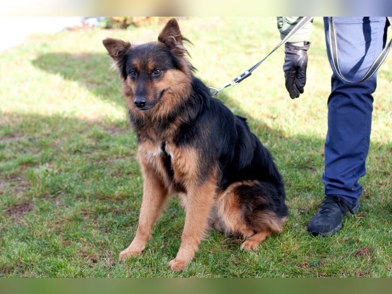 Puschkina - lebhaft und lieb - Tierhilfe Franken e.V.