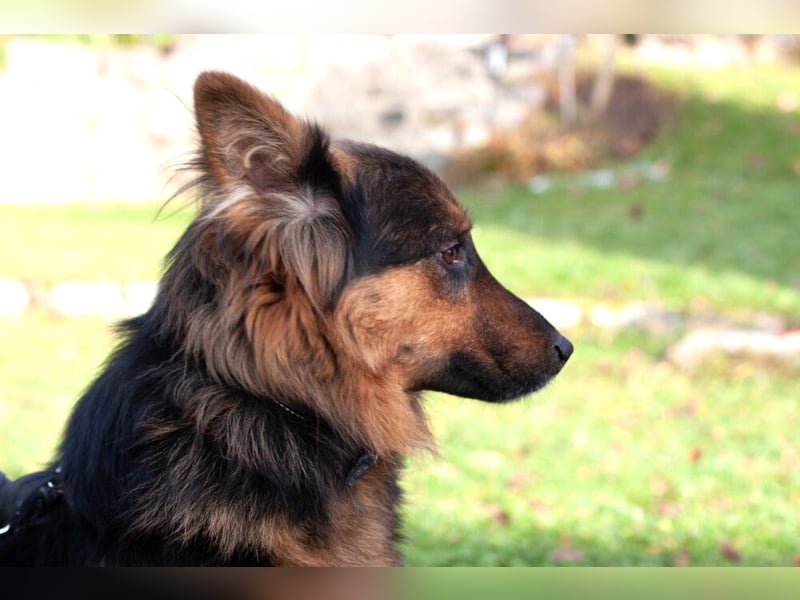 Puschkina - lebhaft und lieb - Tierhilfe Franken e.V.