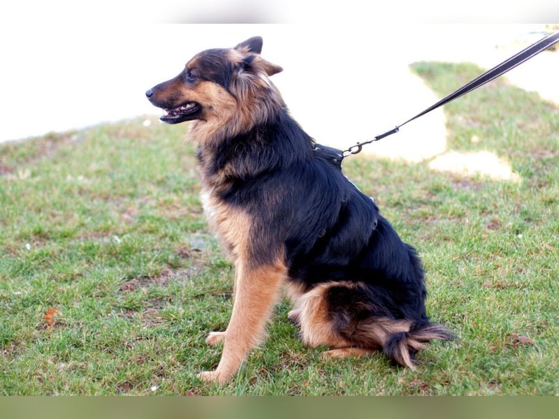 Puschkina - lebhaft und lieb - Tierhilfe Franken e.V.