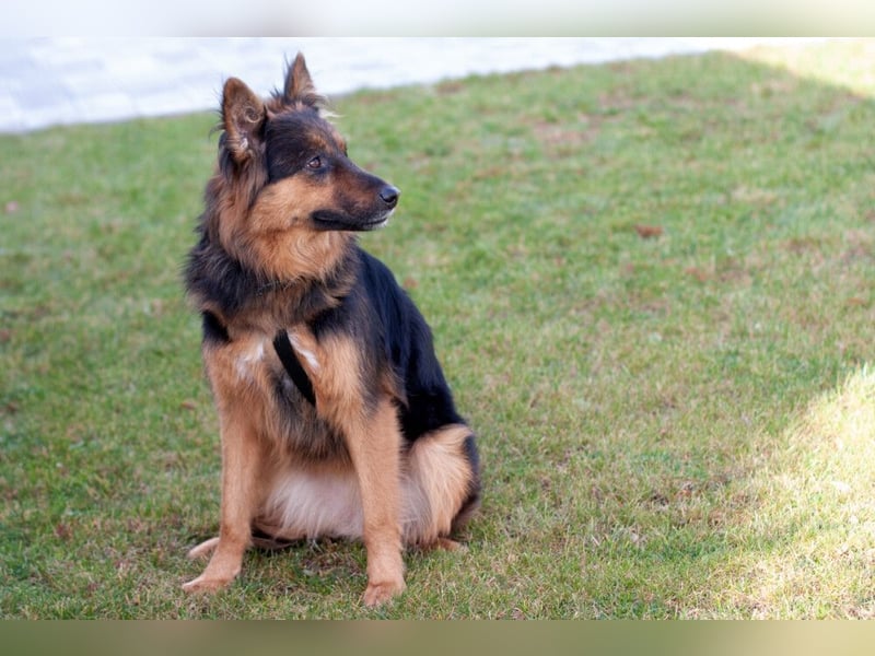 Puschkina - lebhaft und lieb - Tierhilfe Franken e.V.
