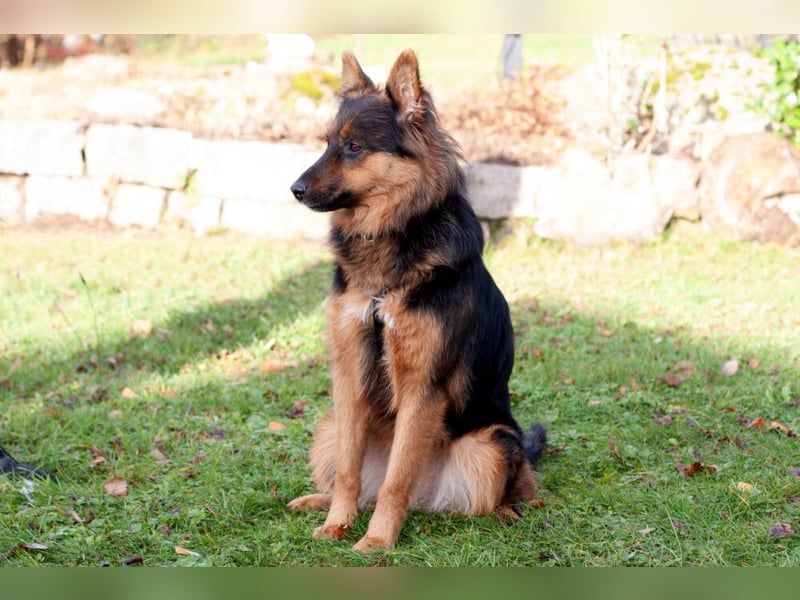 Puschkina - lebhaft und lieb - Tierhilfe Franken e.V.