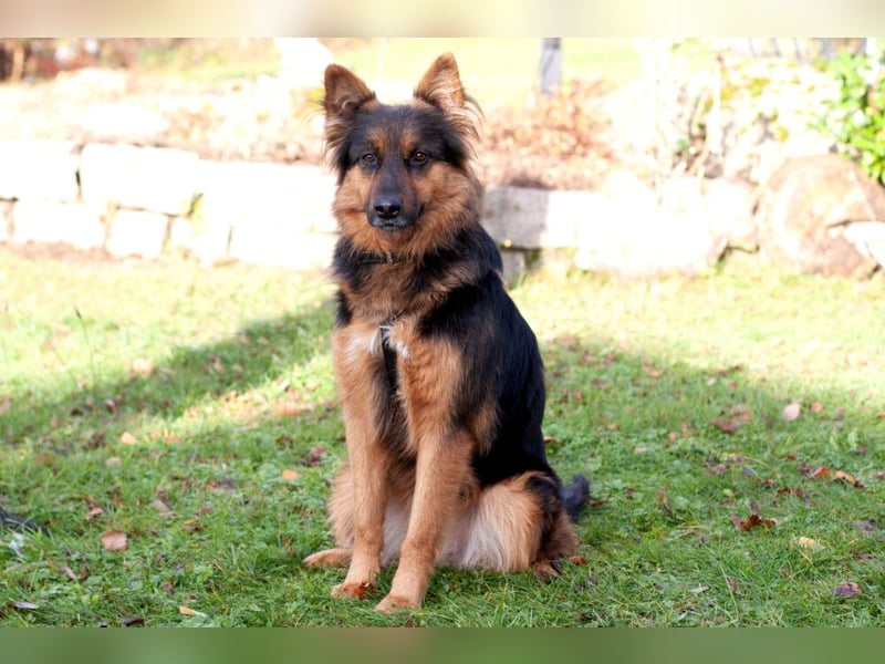 Puschkina - lebhaft und lieb - Tierhilfe Franken e.V.